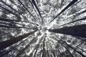 Looking up at tall forest trees.