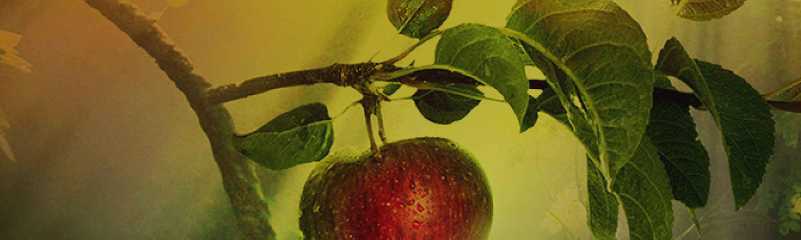 eve-banner